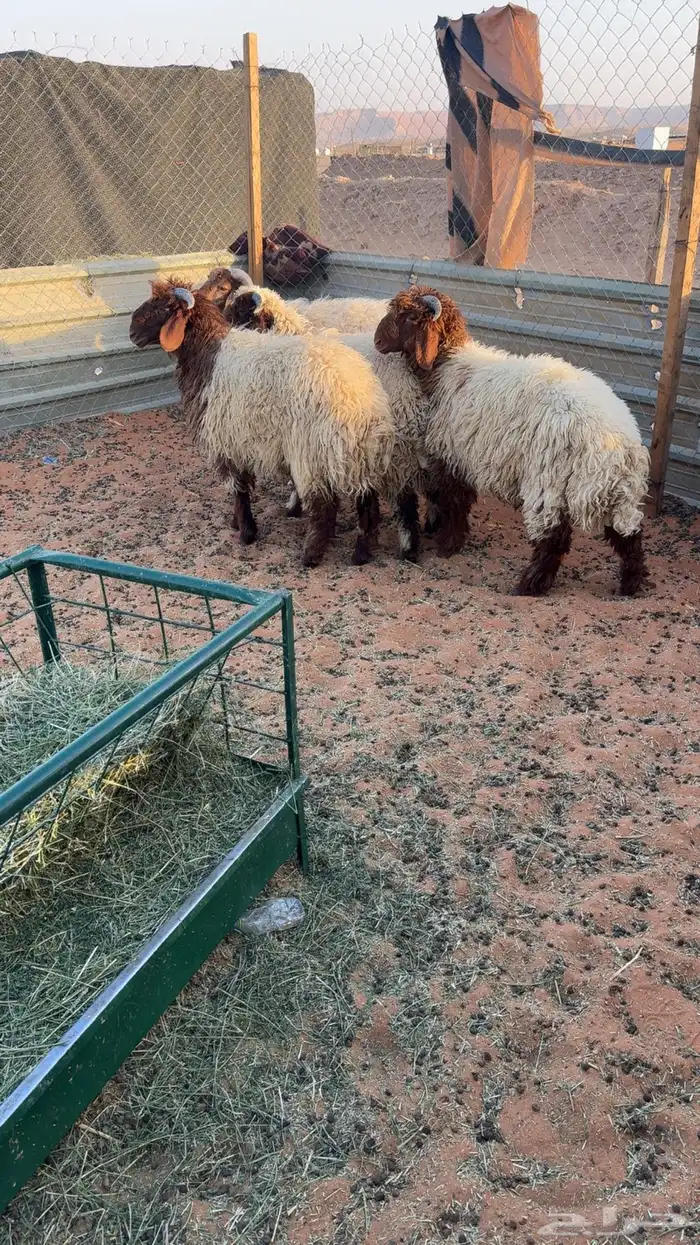 4 طليان نعيم بلدي جبره 2