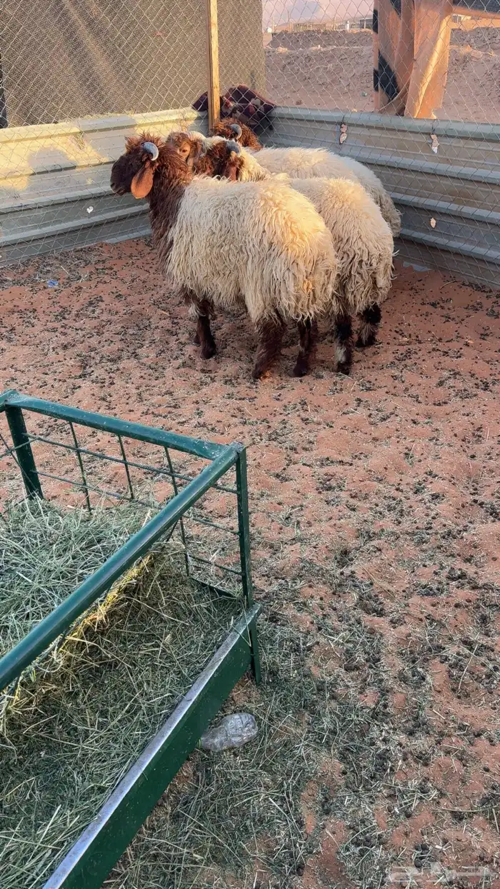 4 طليان نعيم بلدي جبره 1