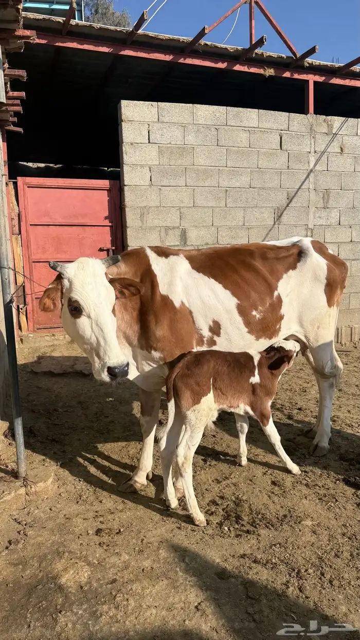 بقره جاموس 2