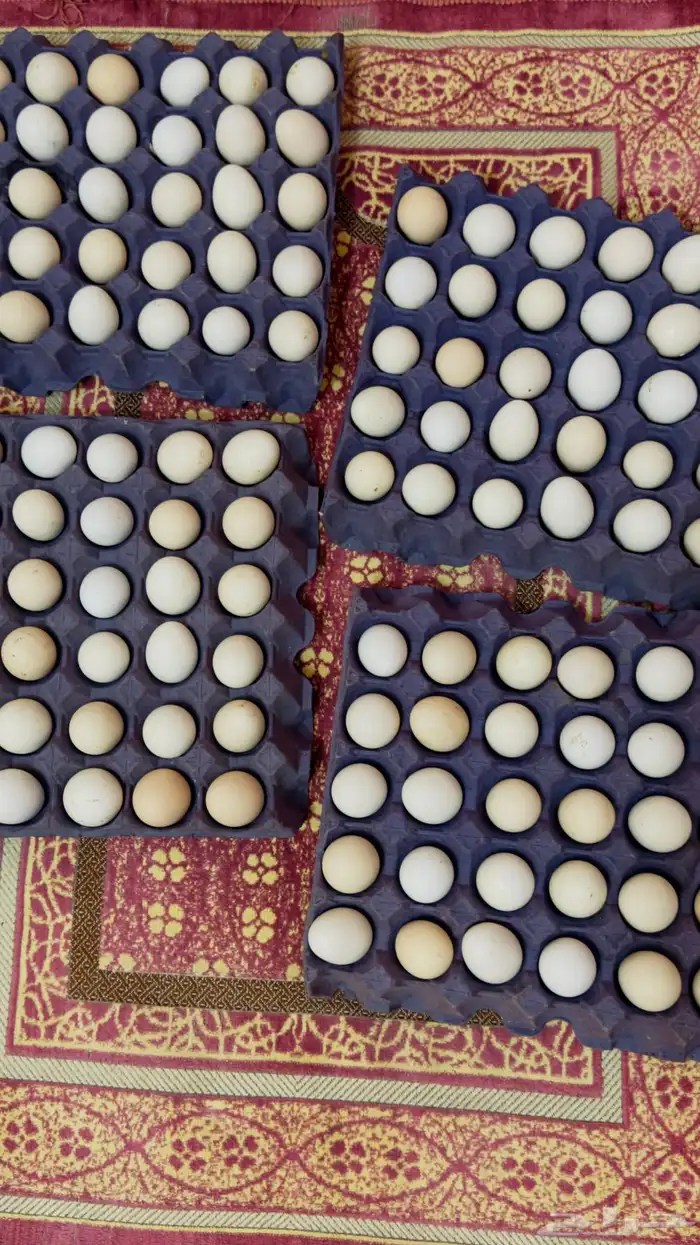 للبيع بيض عربي 0