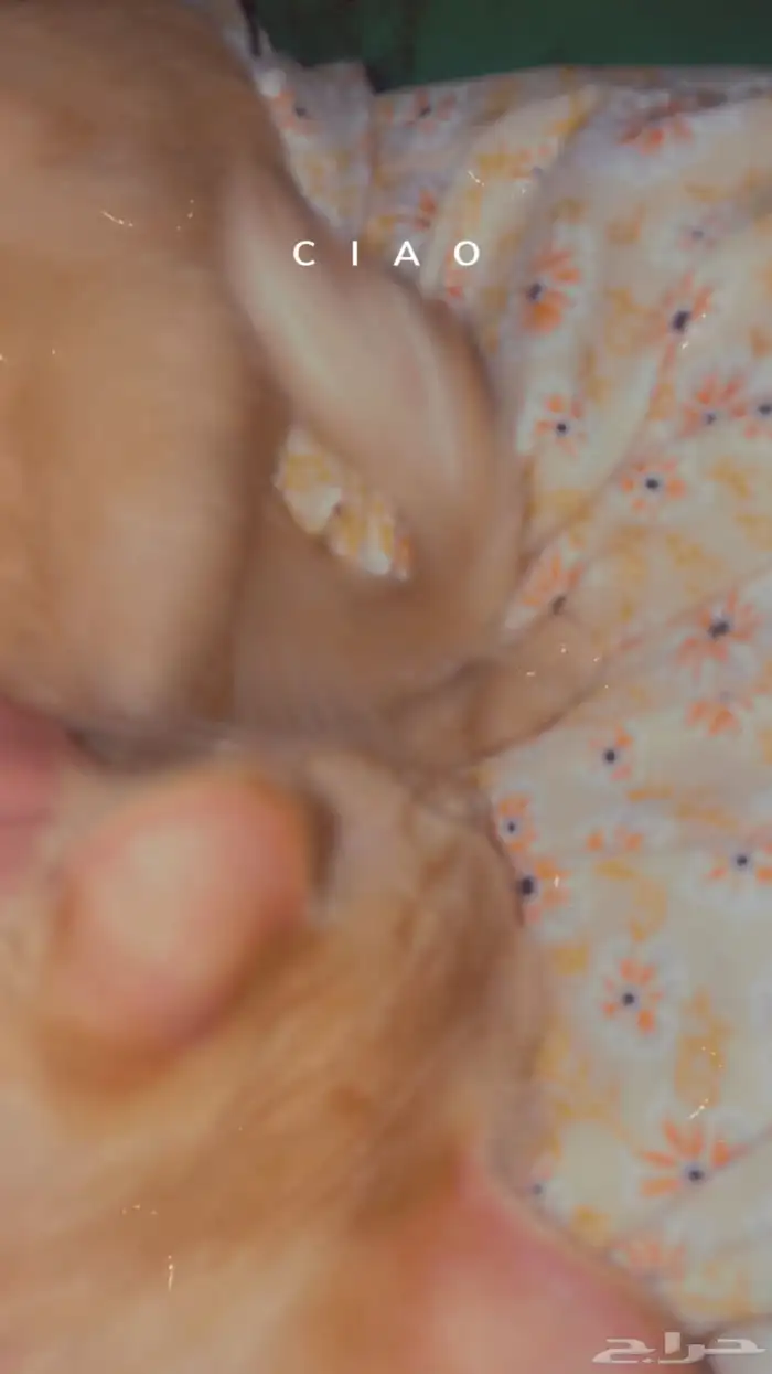 قطه شيرازي مجانا لوجه الله للتبني 1