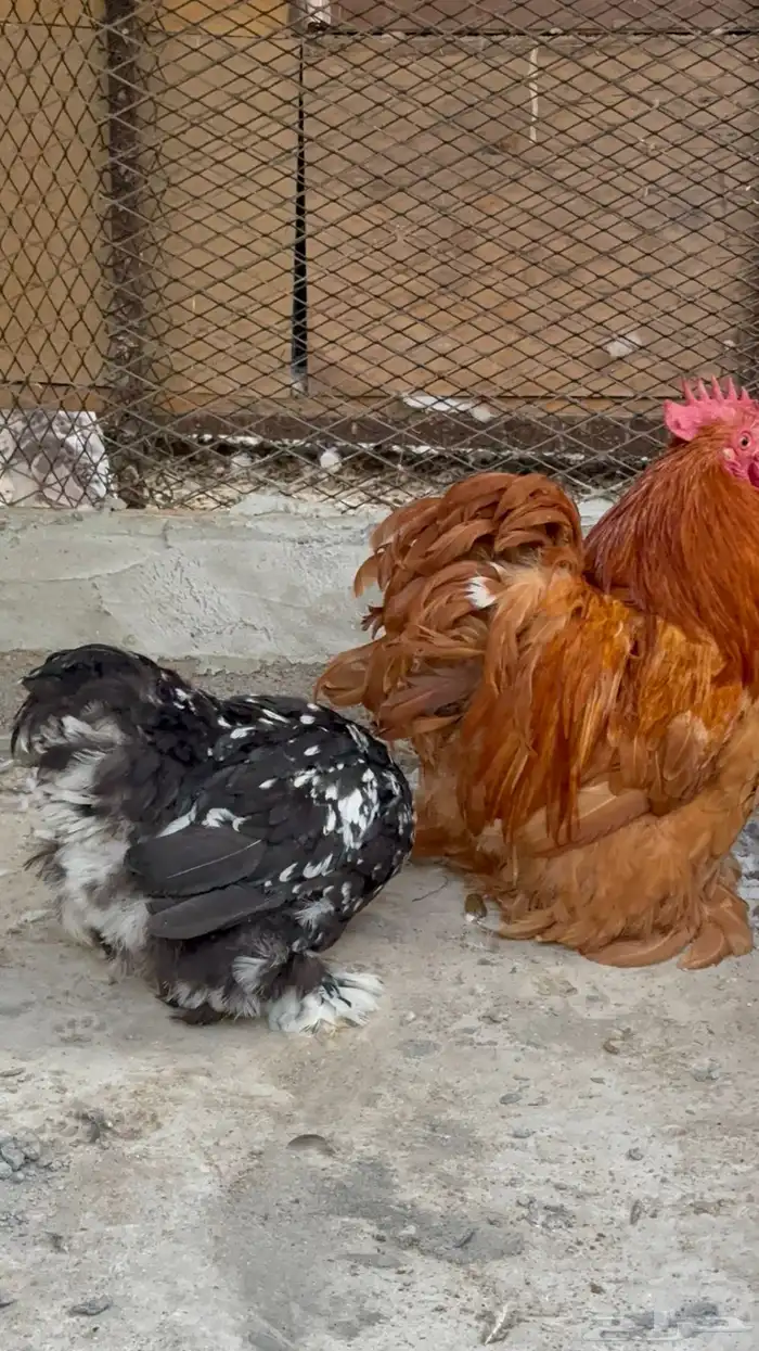 دجاج كوشن 0
