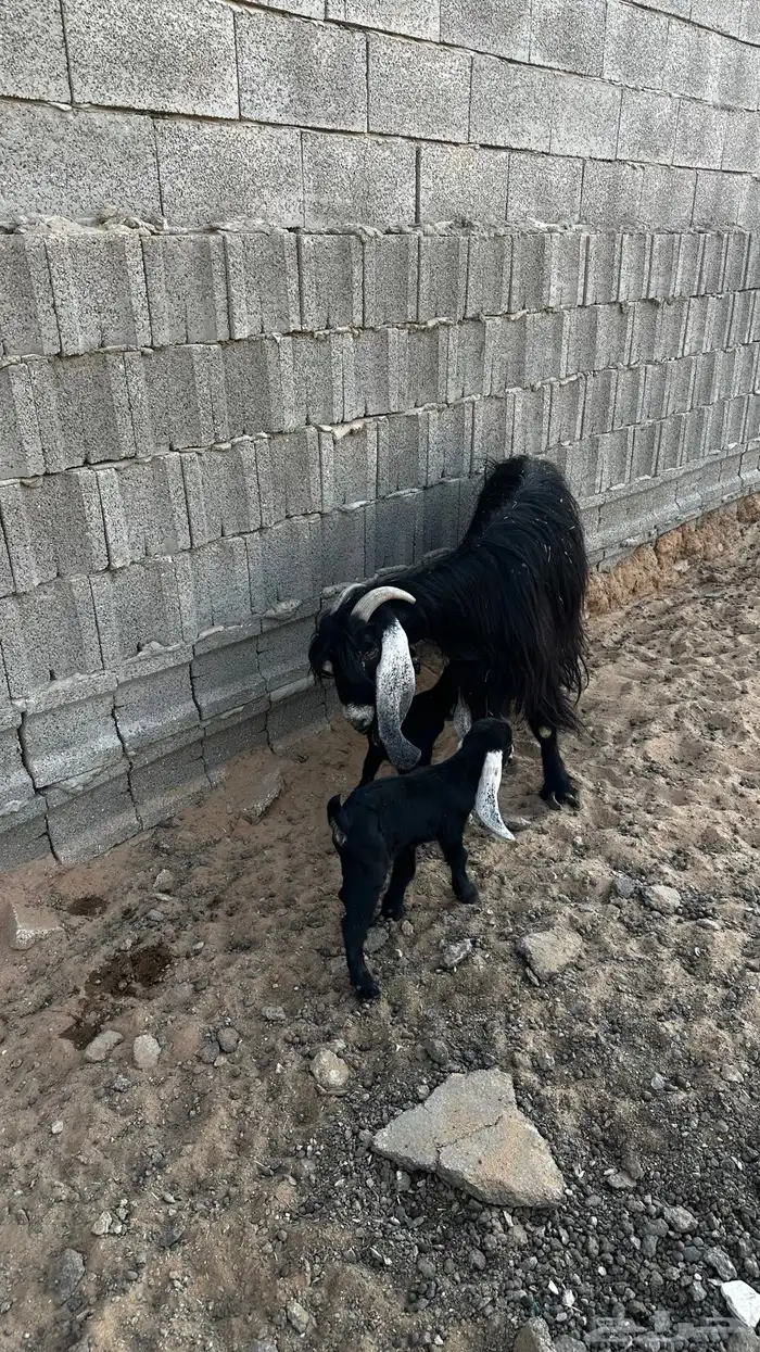 معزاء مواليد تم البيع 5