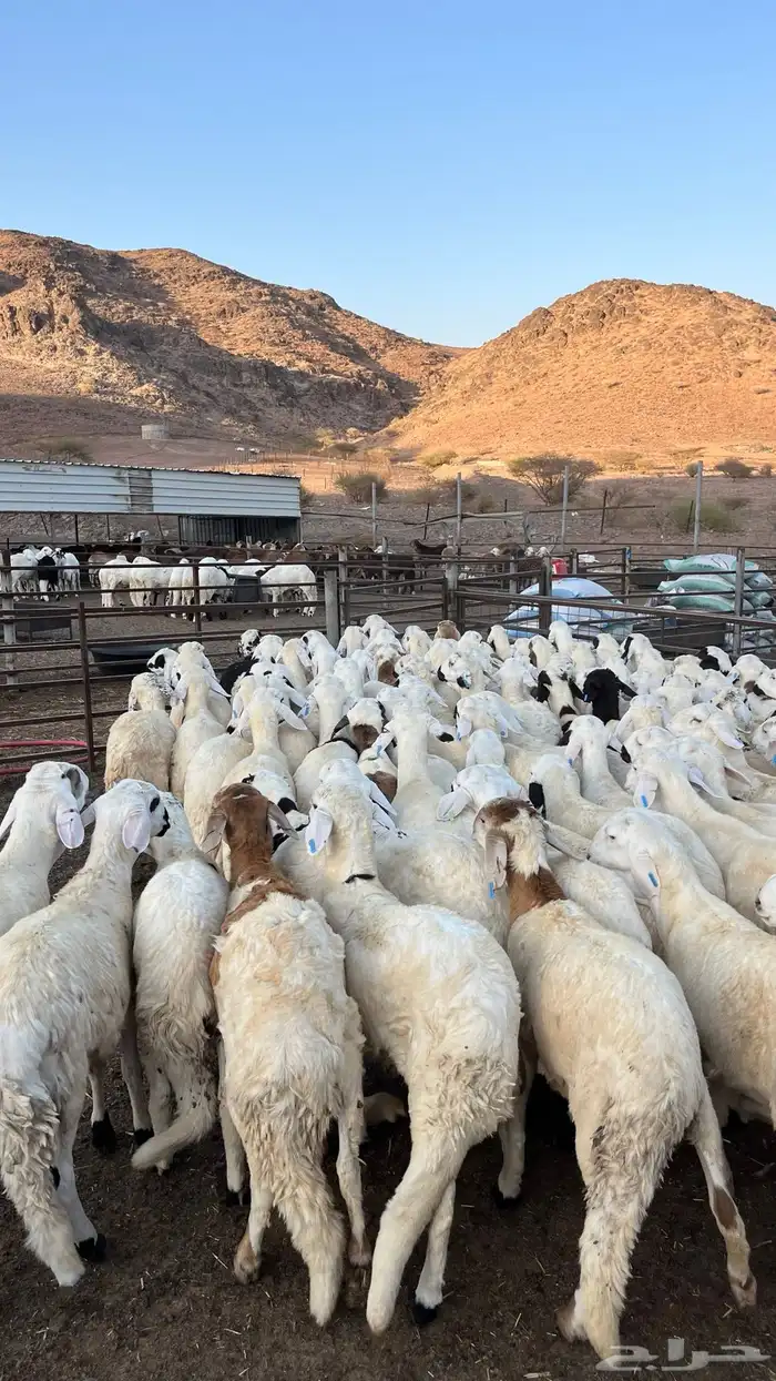 طليان سواكن دمازين مرابى وسط 32