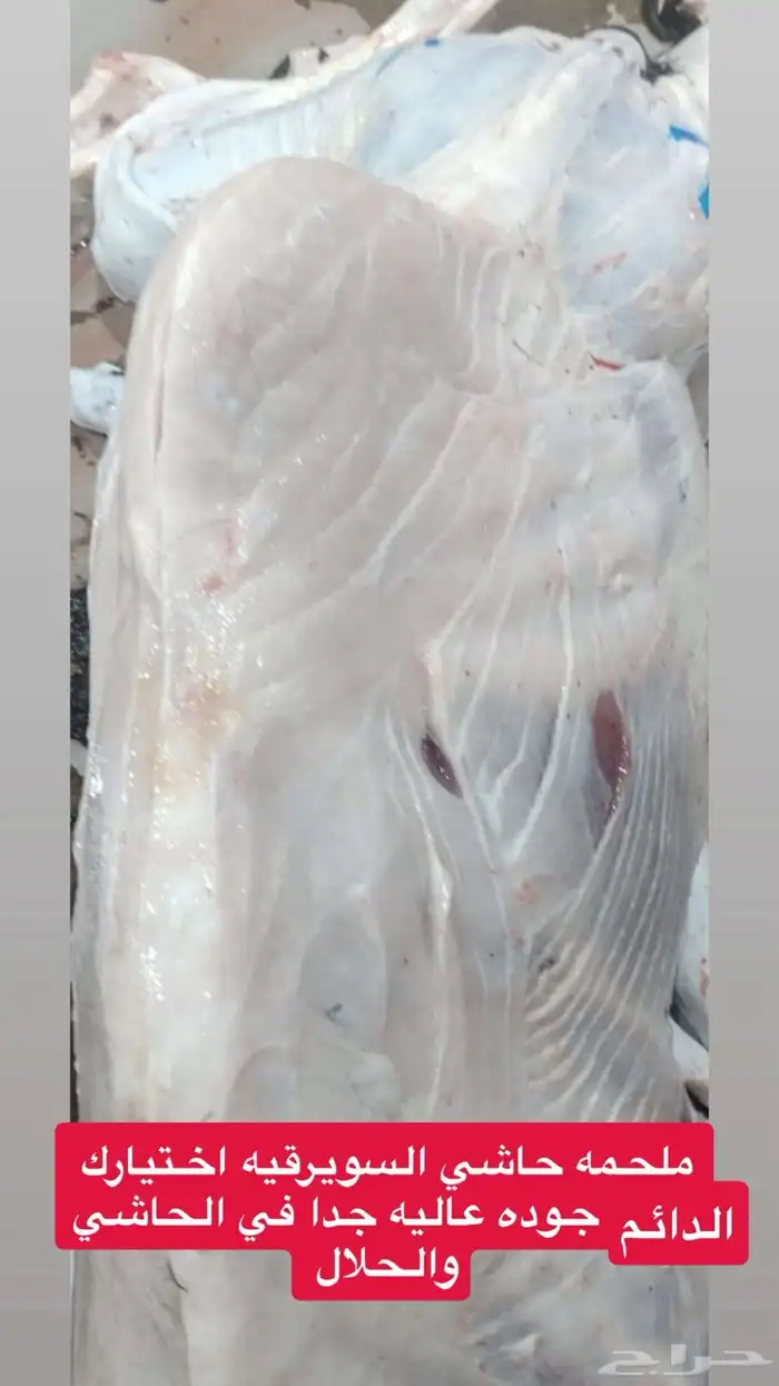 حشو فواخر و حريات كلها من مهد الذهب والسويرقيه 5