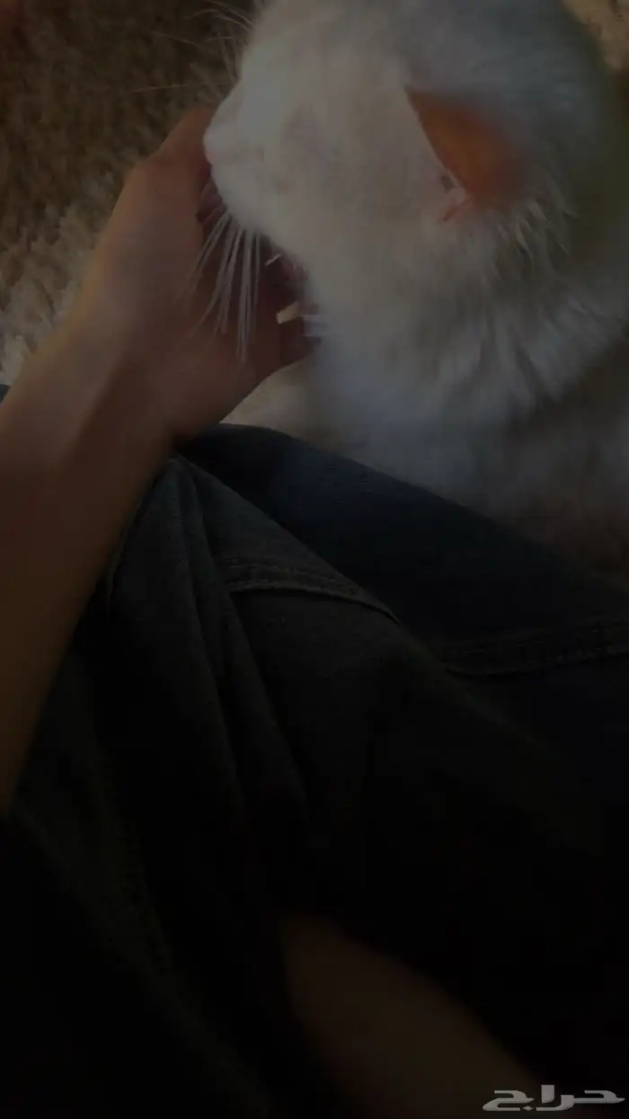 بسة 1