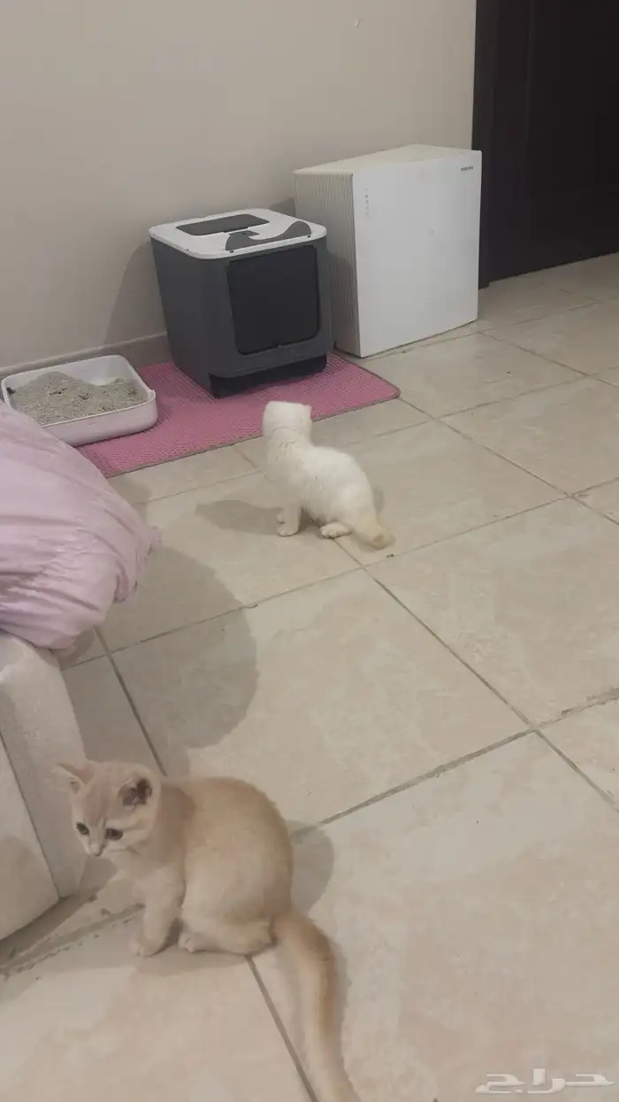 بسه 4