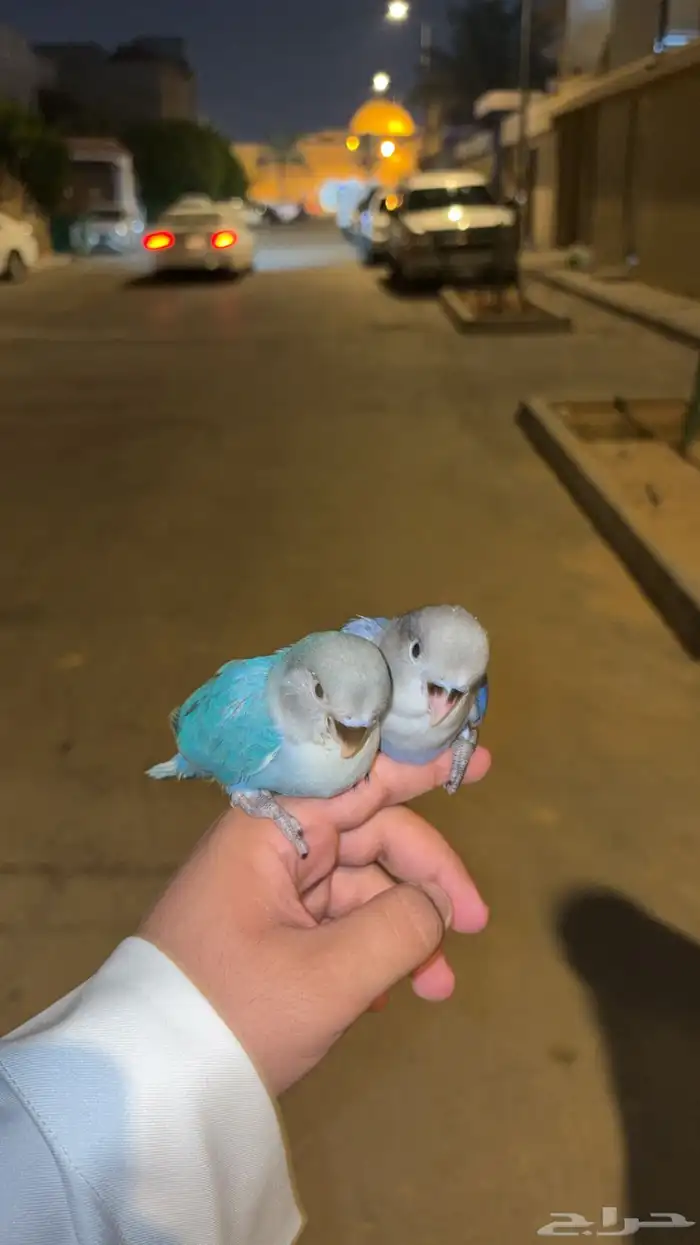 روز اخوان 7