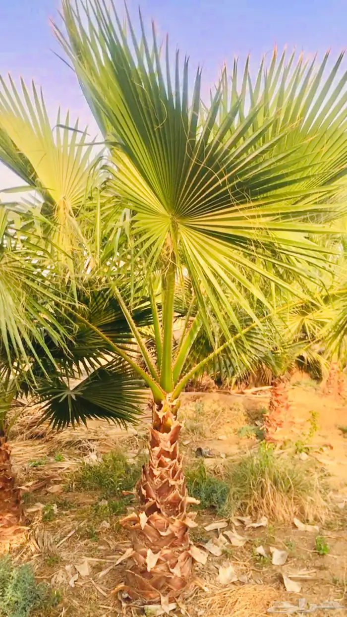 نخيل واشنطني زينه 6