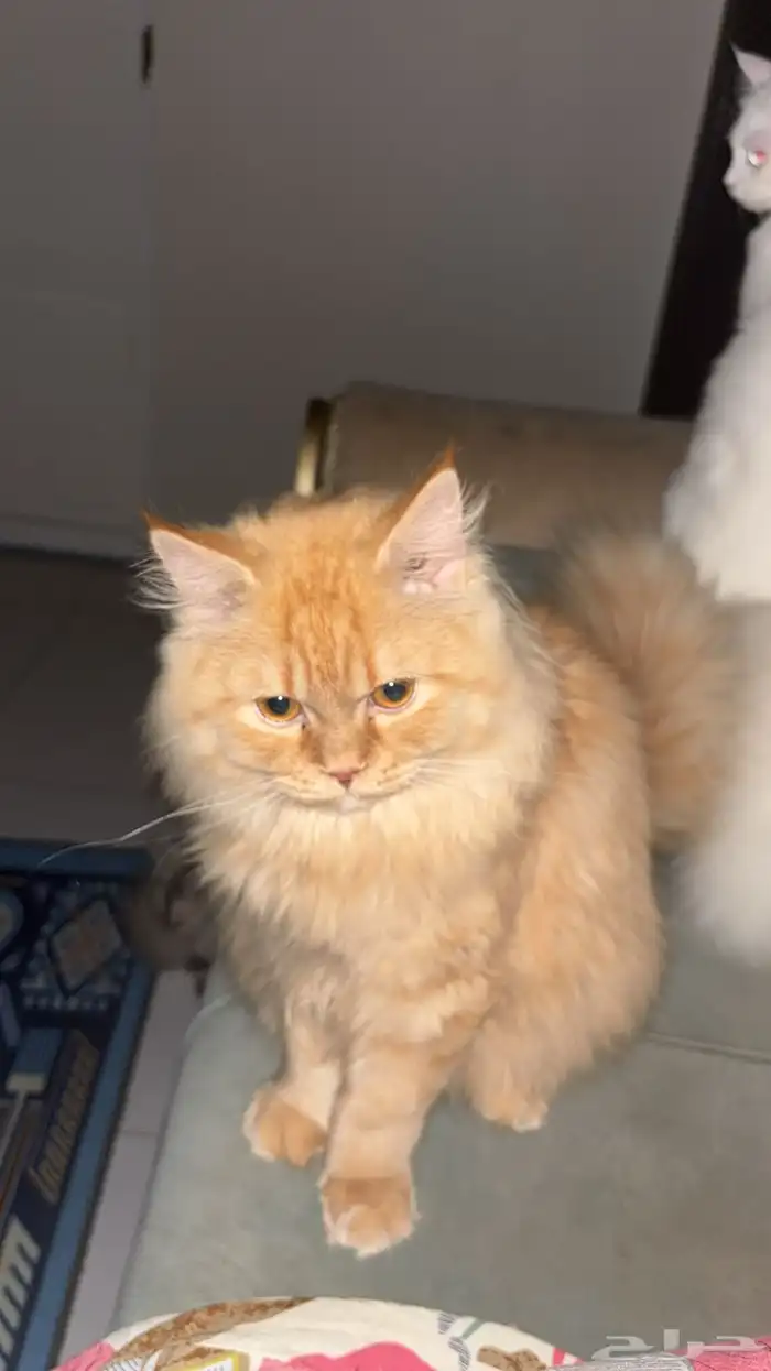 شيرازي عمرهشهور ابو عريش 0