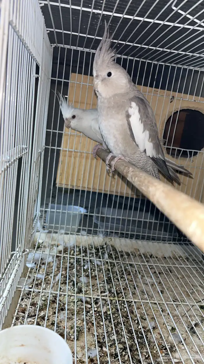 جوز كروان هولندي 1