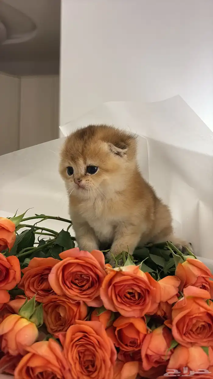 قطط سكوتش بيور 5
