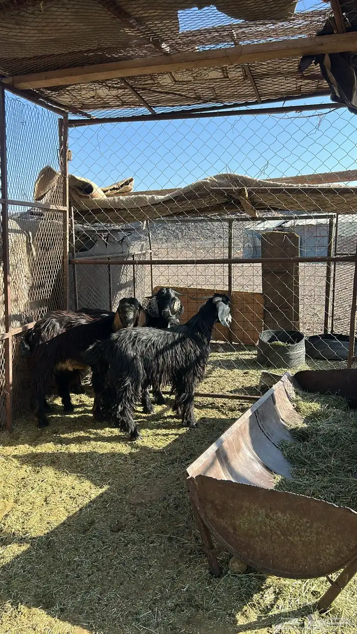 تيوس للبيع 1