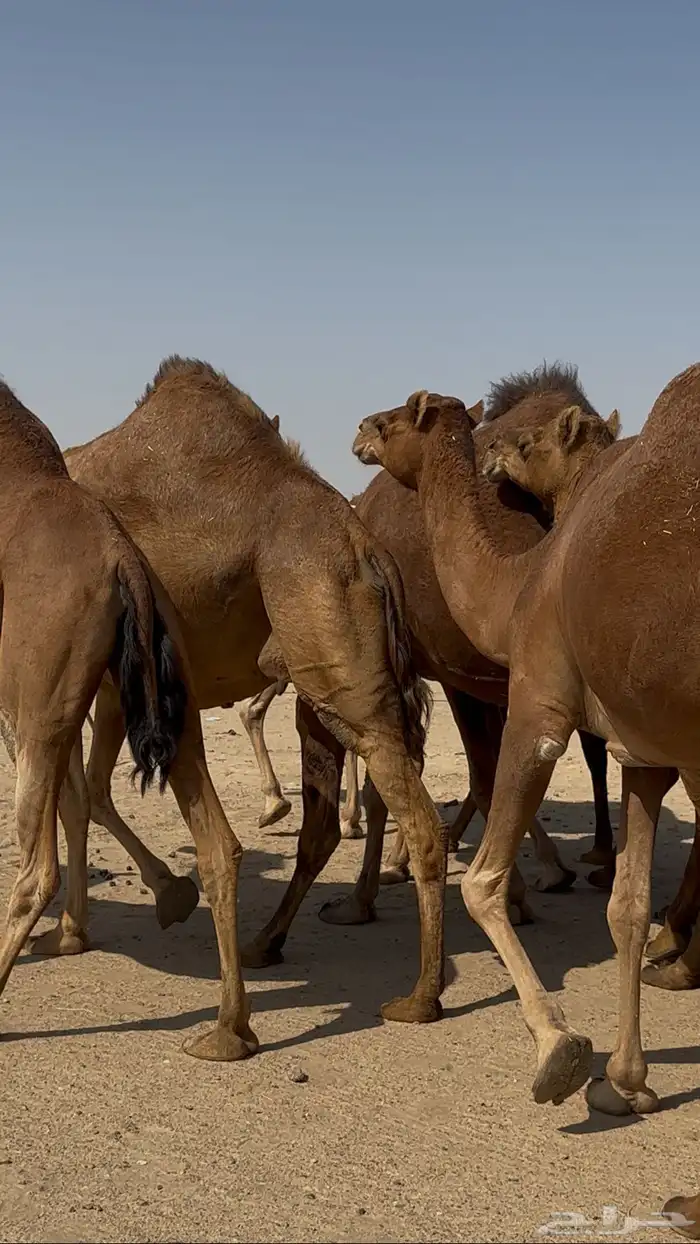 ابل للبيع سواحل العدد10 0