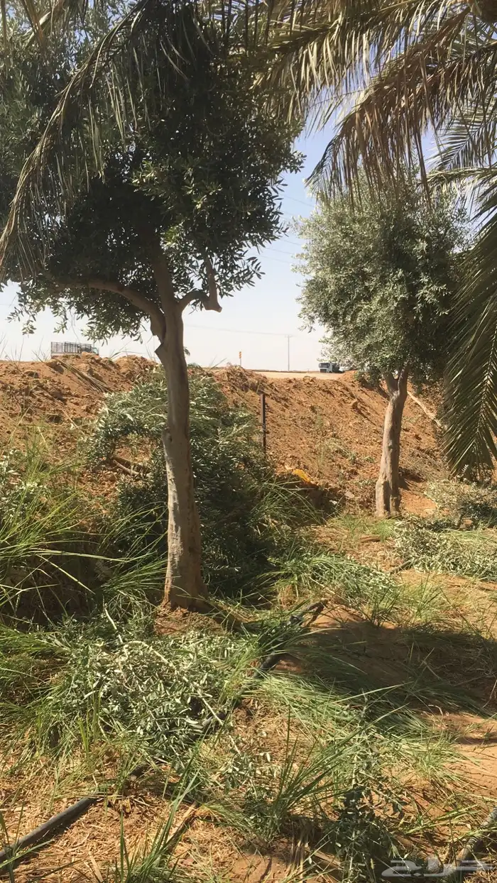 شجرزينون اشجار زيتون زيتون معمر 19