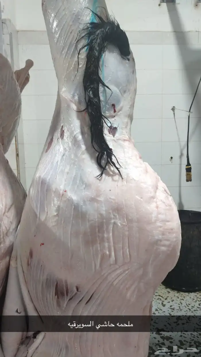 حشو فواخر و حريات كلها من مهد الذهب والسويرقيه 7