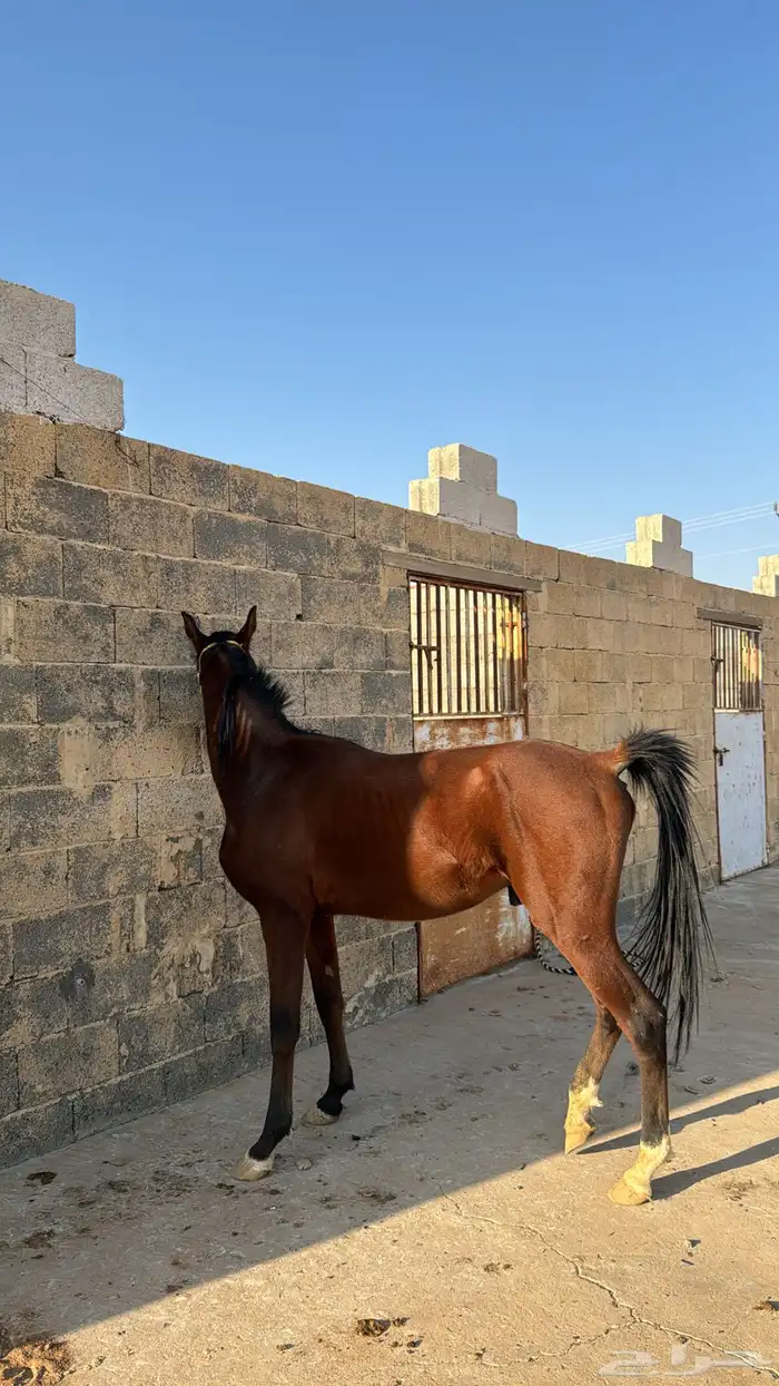 حصان 3