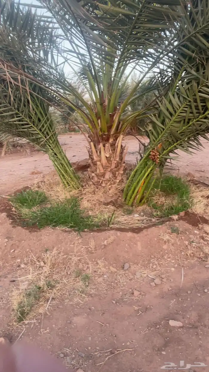 فسايل صنيه نخل برحي العدد المتوفر فوق 1000 2