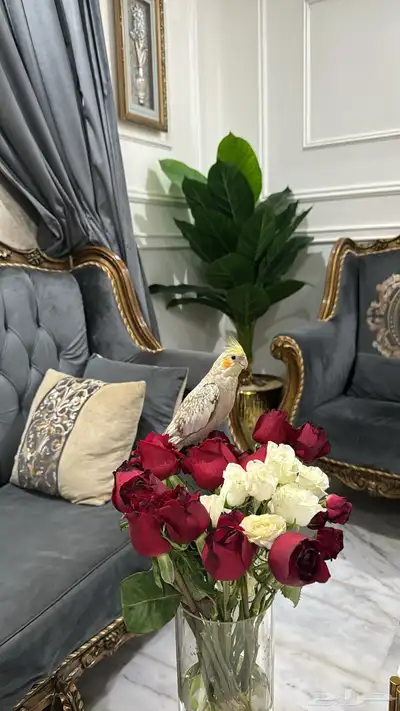 عصفور مفقود كروان حي ضاحية الملك فهد (نوعه حبشي)يعرف اسمه index