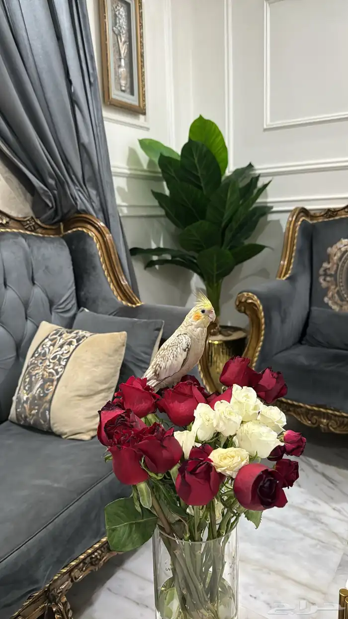 عصفور مفقود كروان حي ضاحية الملك فهد (نوعه حبشي)يعرف اسمه 2