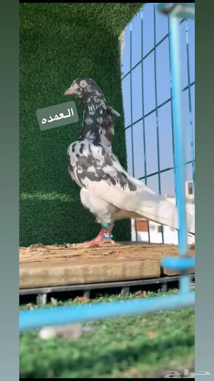 حمام باكستاني 0