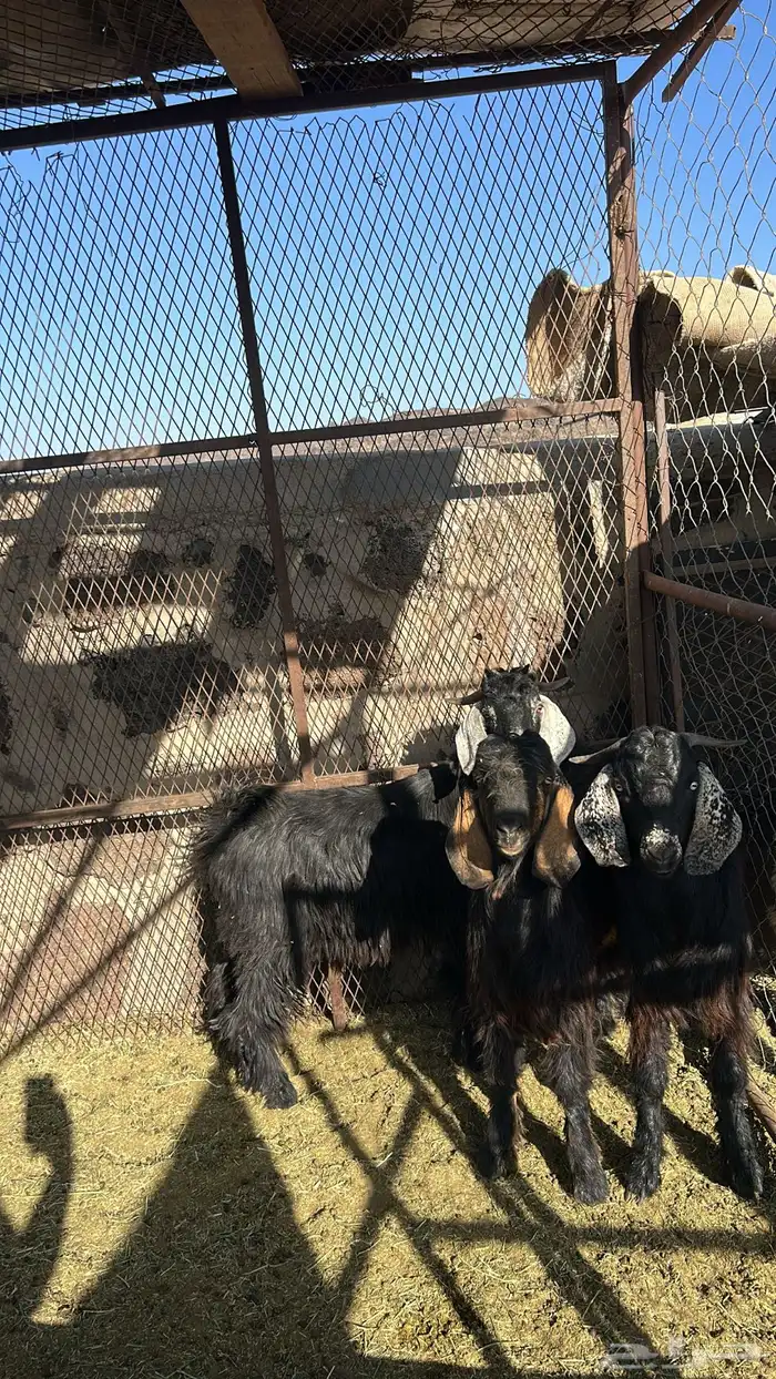 تيوس للبيع 0