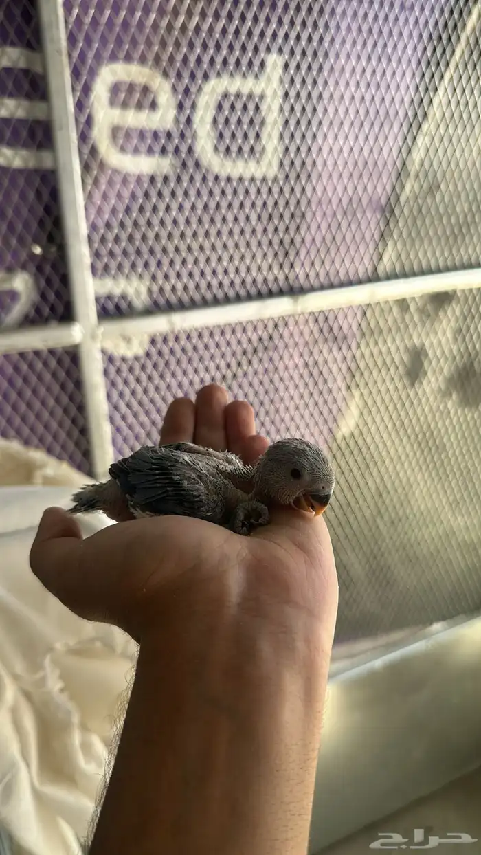 فروخ روز غر (تم البيع ) 0