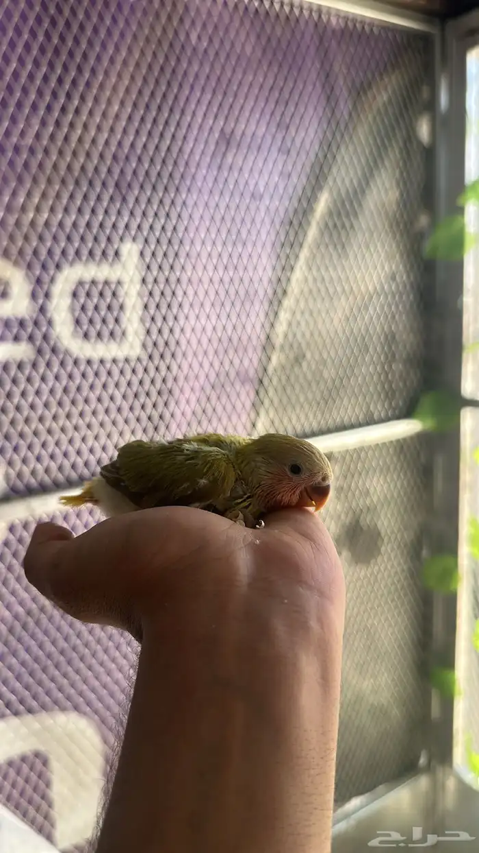 فروخ روز غر (تم البيع ) 1