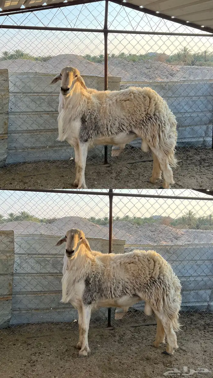 سلام عليكم عندي فحل لضان وا المعزا للبيع 0