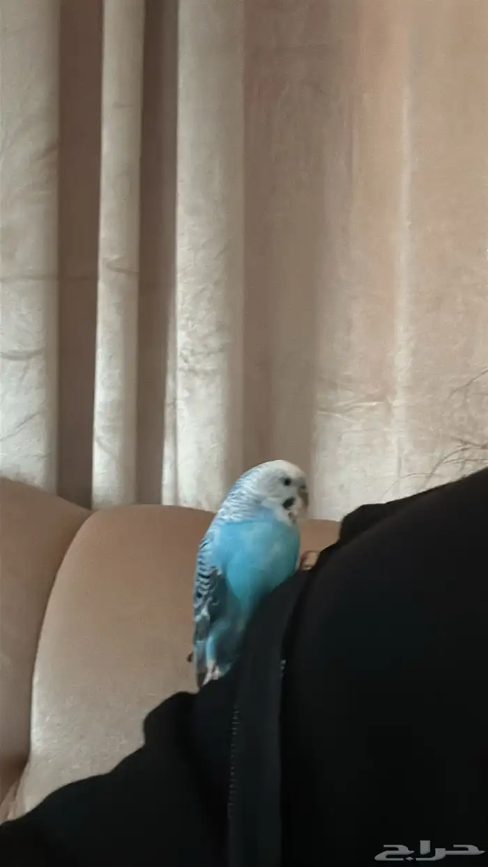 طيور بادجي 0