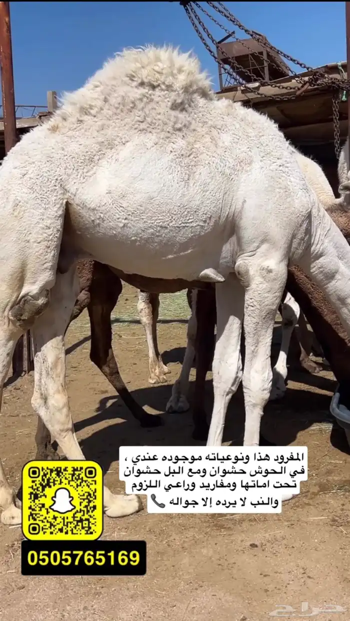 قعود ناهي مبدا او مناسبه 0