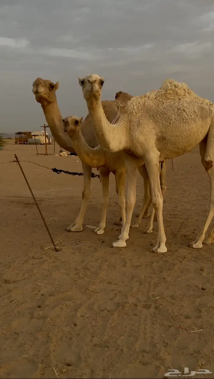 للبيع ناقه معه بكره كبيره وبكره صغيره 5
