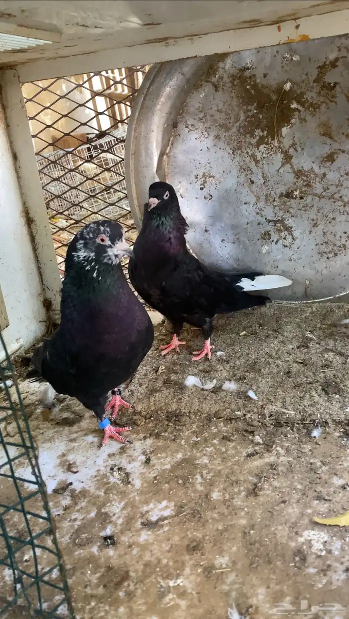 حمام قطايف 1