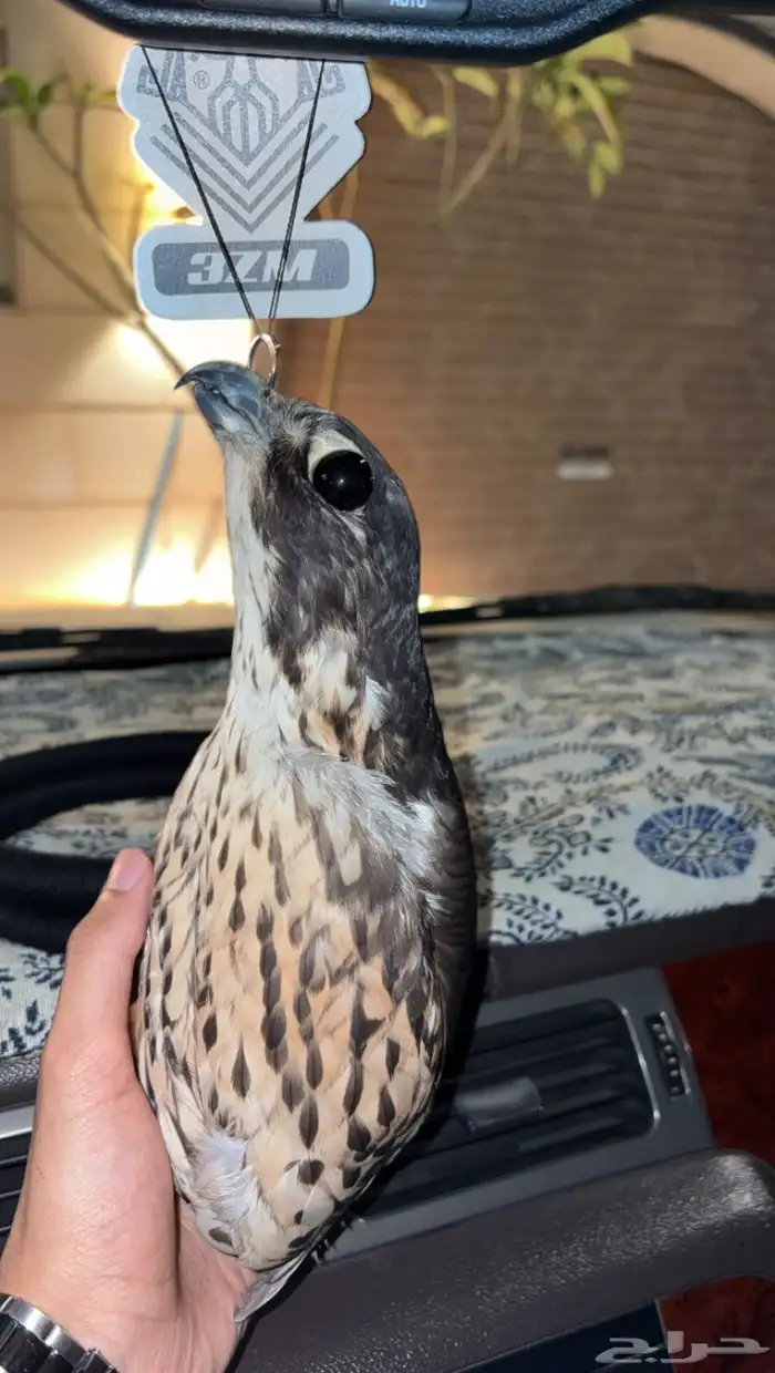 صقر محنط 0