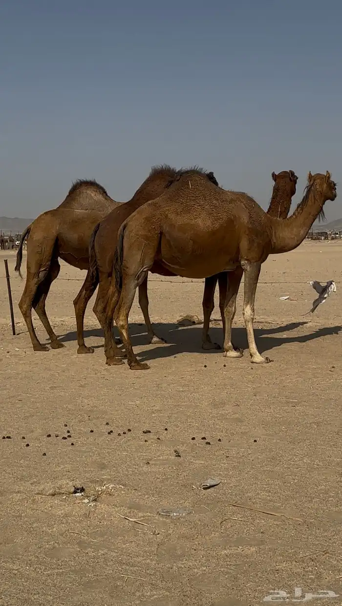 ابل للبيع سواحل العدد10 6