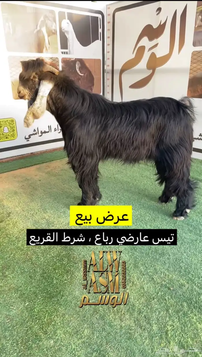 تيس عارضي رباع شرط القريع 1