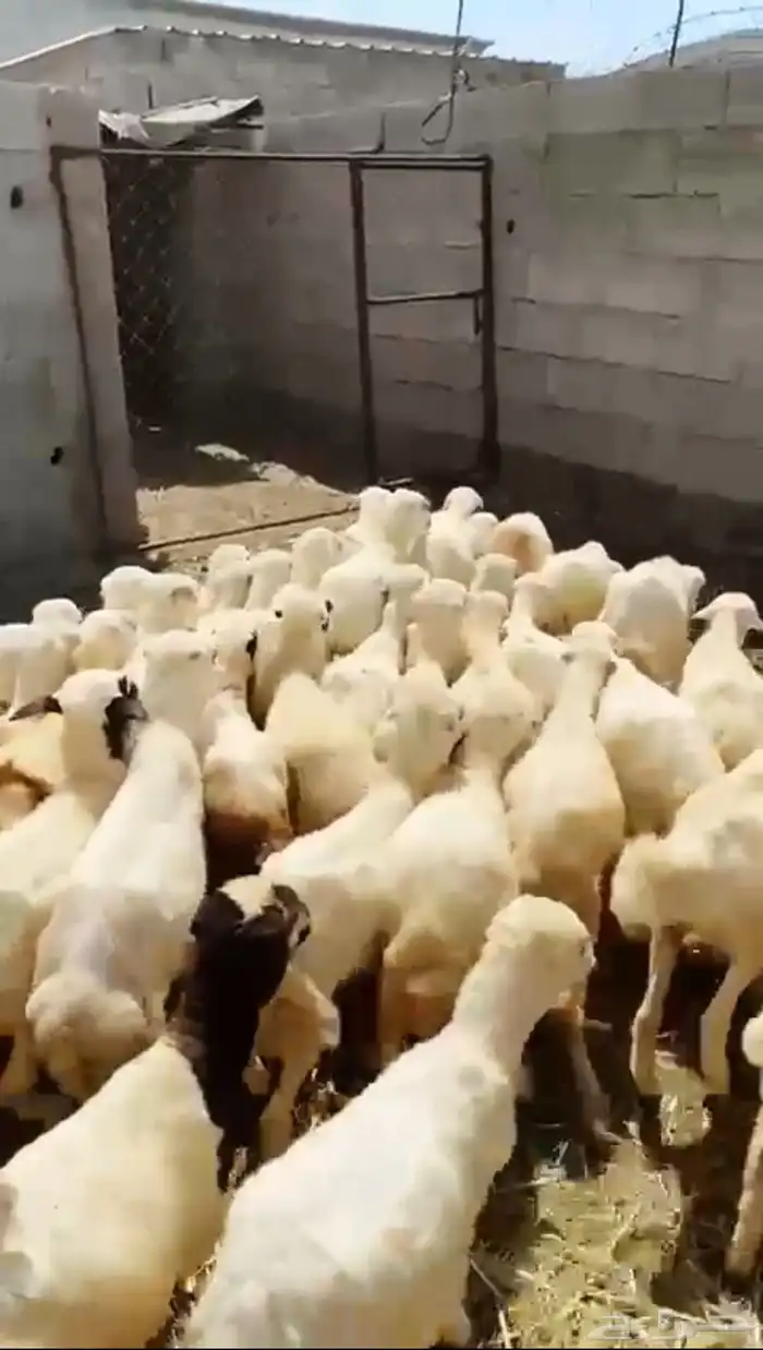 رخال رفيذيه 2