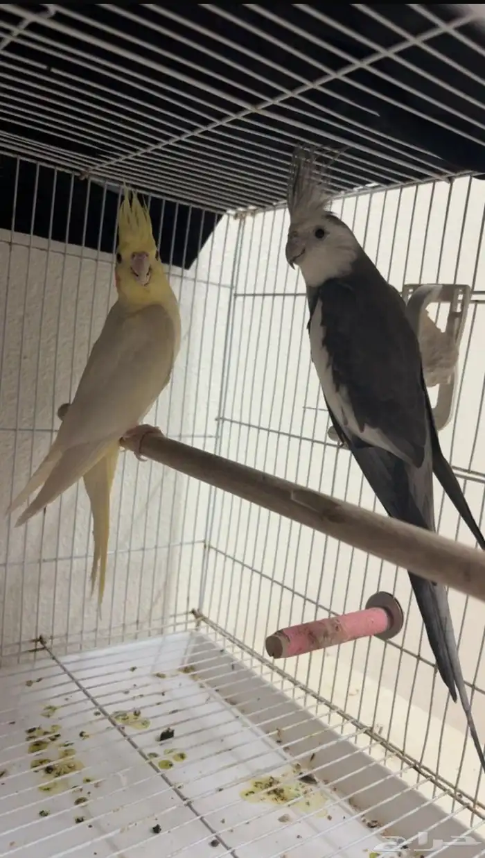 زوجين كروان مكينه انتاج 2