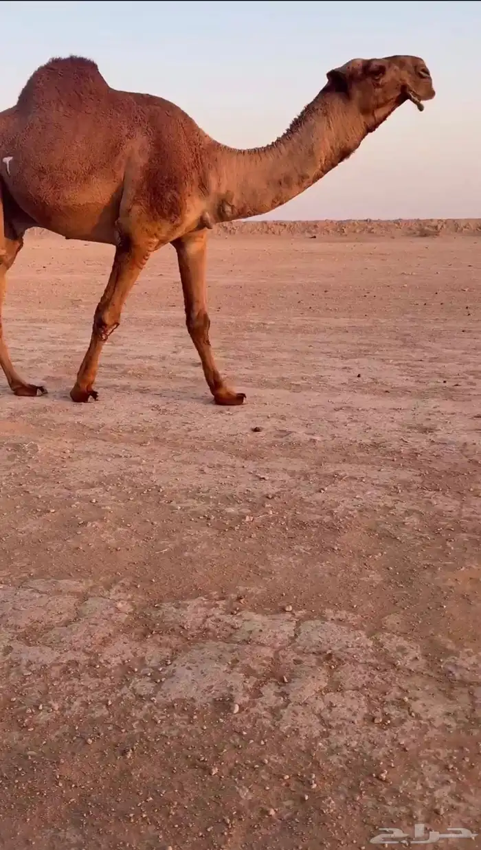 للبيع البعير الاشعل الغرنوقي 0