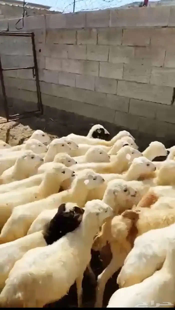 رخال رفيذيه 3