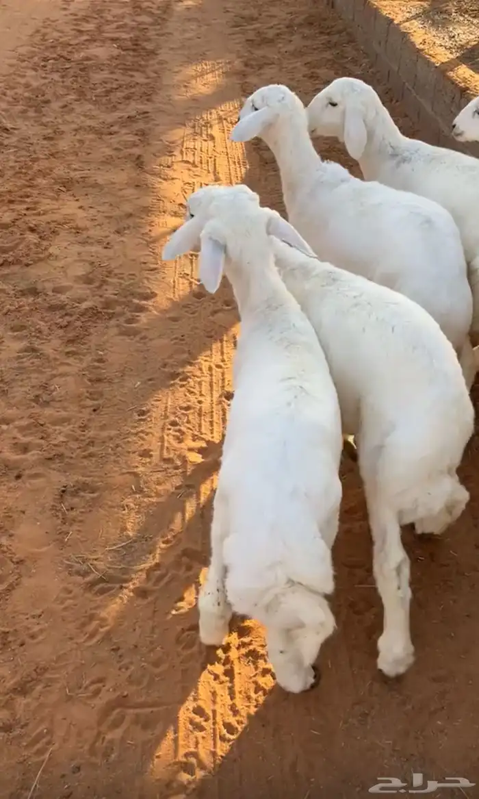 تم البيع العدد 5 فيه رخل وحده العمر 4 شهور 0