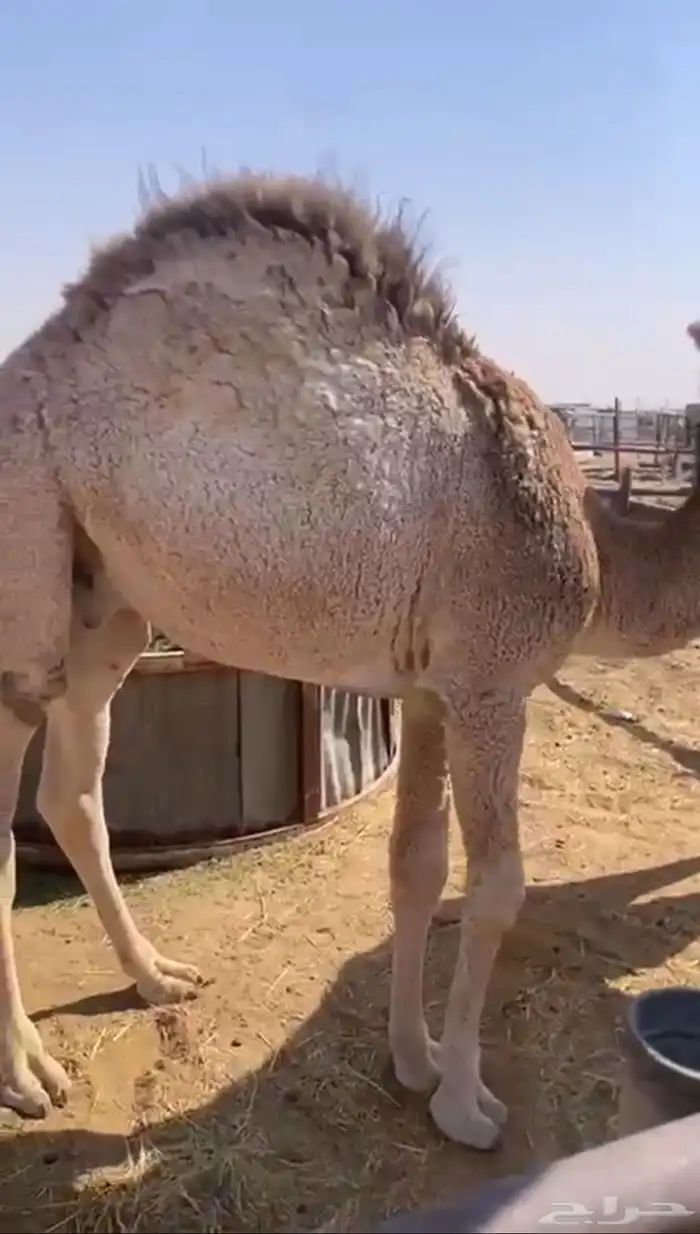 قعدان وبكار للبيع كفو التواصل اتصال 1