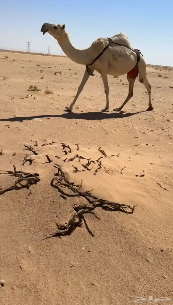 عشرا وضحا تحتها بكره 0