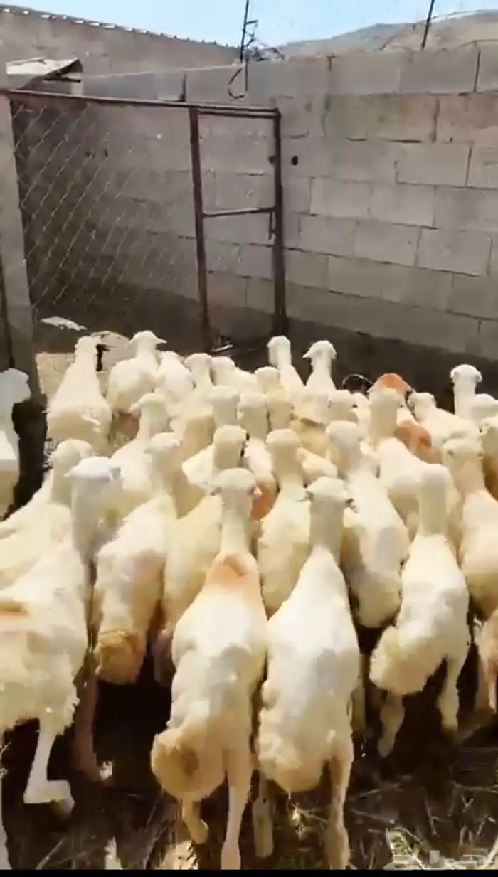 رخال رفيذيه 0