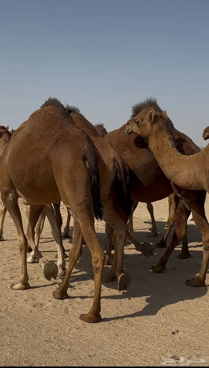 ابل للبيع سواحل العدد10 4