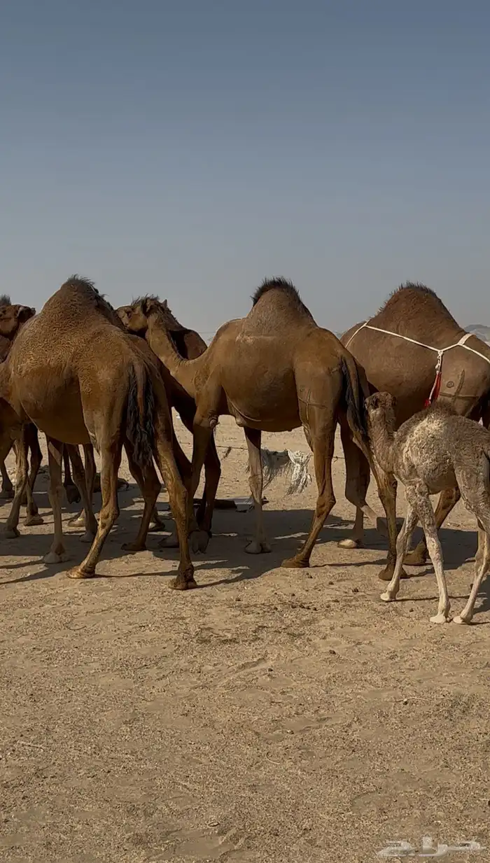 ابل للبيع سواحل العدد10 3