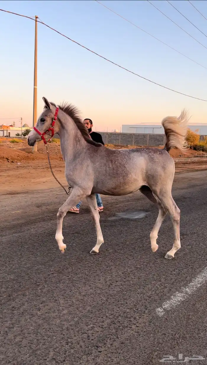 مهره واهو 1