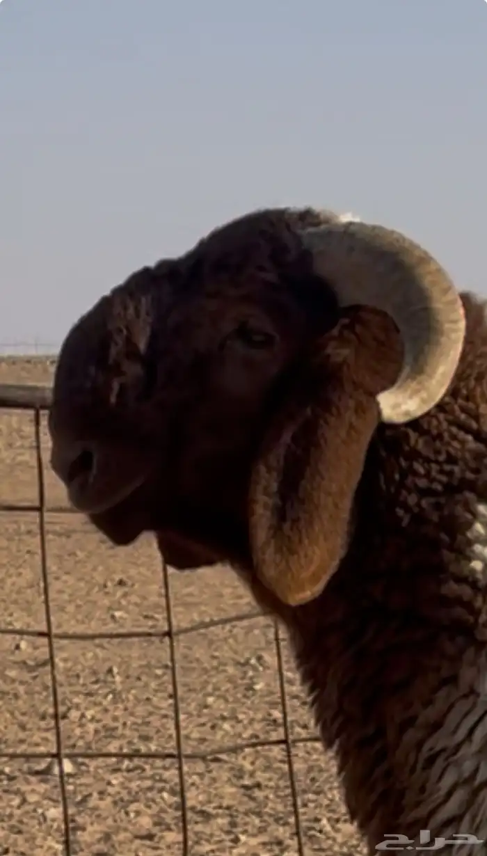 طلي للبيع 4