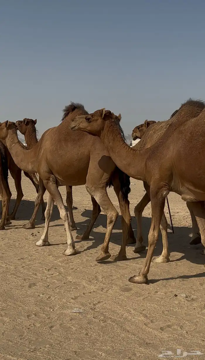 ابل للبيع سواحل العدد10 5