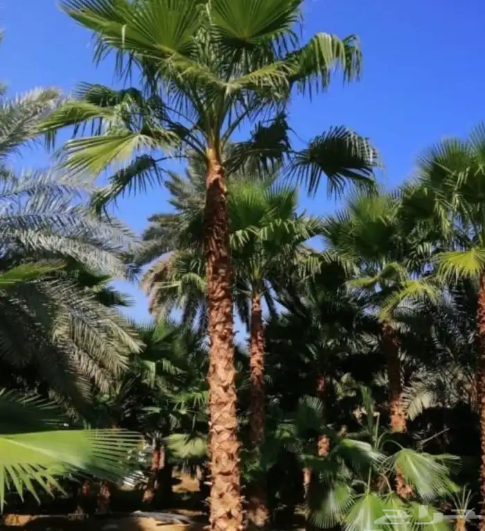 يوجد نخيل للبيع عربي واشنطن 7